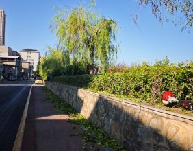 路过沿河路，发现路旁边的花坛和柳树进行了修枝