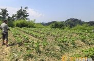 金慈街道铁桥村：抢抓农时管护棉田，筑牢集体经济增收根基