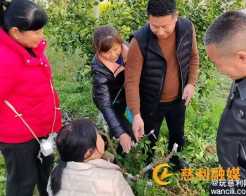杨柳铺乡荷叶村：柑橘嫁接新品焕生机，乡村产业创新促增收
