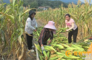 三合镇国太桥社区：干群同心齐上阵，玉米地里暖人心