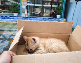 在翰林苑小区门口，捡到一只小橘猫