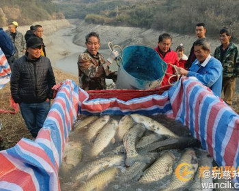 慈利县金慈街道铁桥村集体鱼塘大丰收，收获鲜鱼1.2万多斤