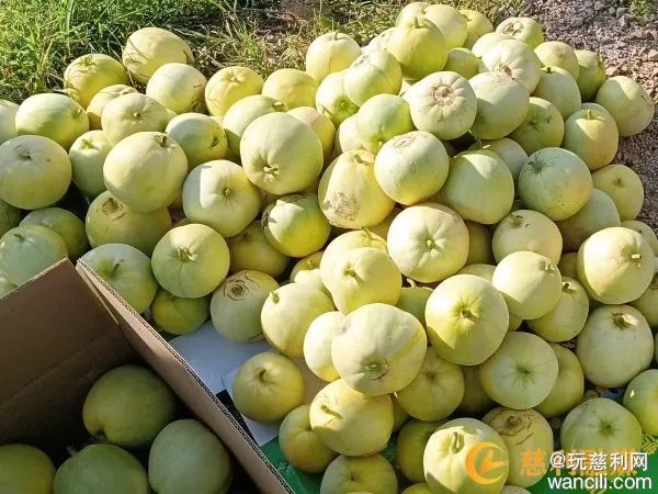 电人口香糖_宁德时代吴凯:新产品充电10分钟可跑400公里,或将年底推出(2)