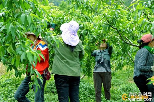 慈利县零溪镇黄莲村：抢抓好天气，黄桃疏果忙