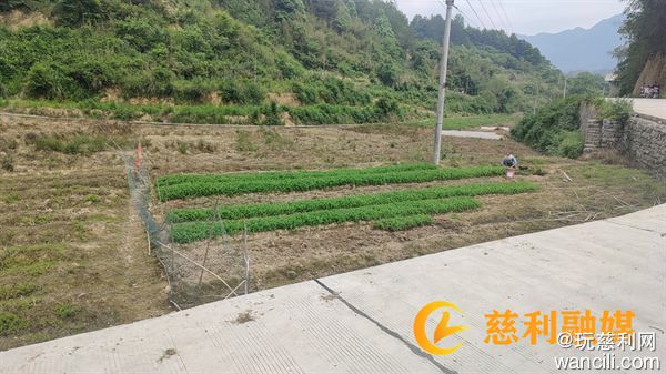 慈利县三合镇邻矿村：完成播种甜玉米30亩，预计年产量1400斤