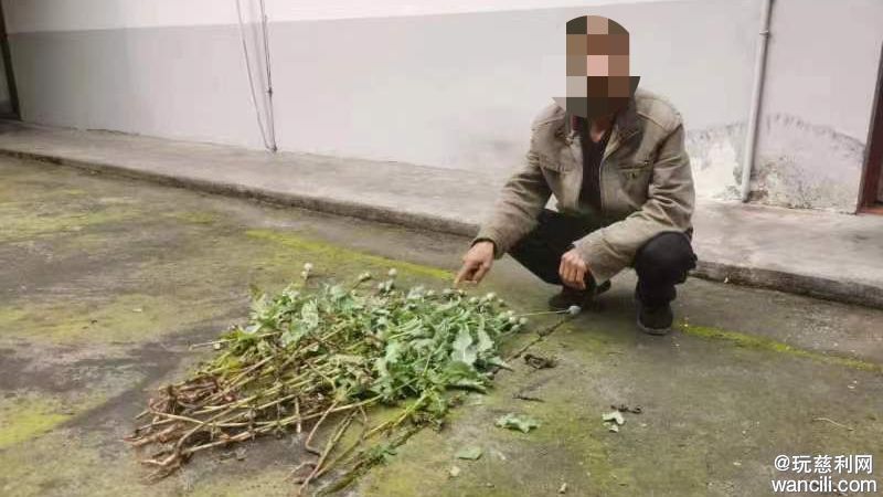 为治跌打损伤非法种植罂粟，慈利县零溪镇一村民被行政拘留