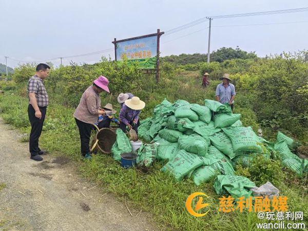 慈利县溪口镇天湖村为杨家脑油茶种植基地施肥