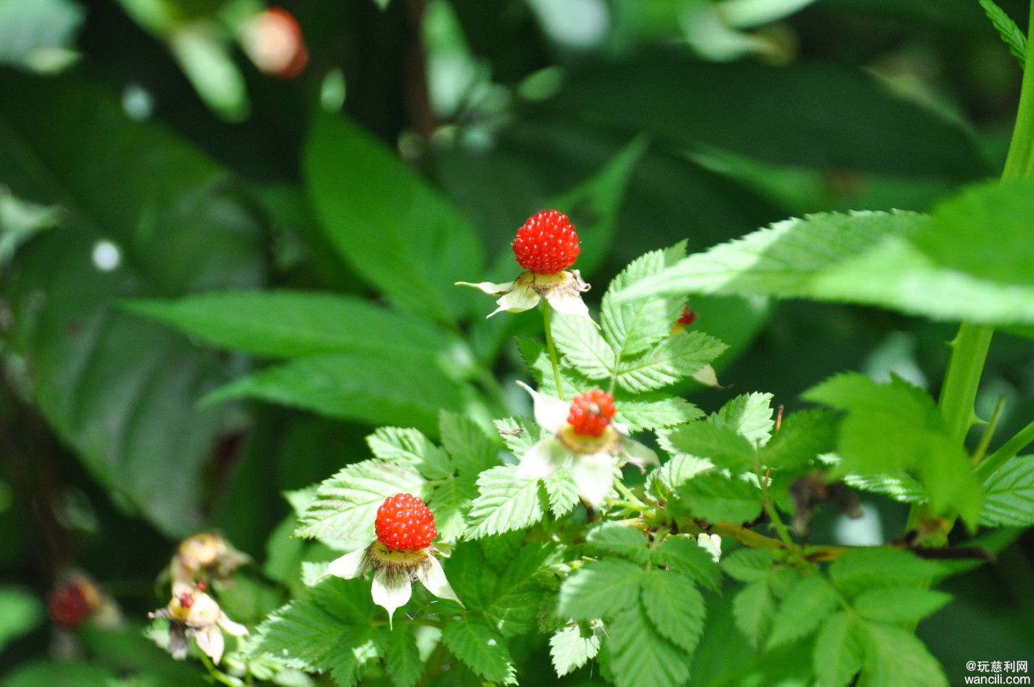 DSC_0066.JPG