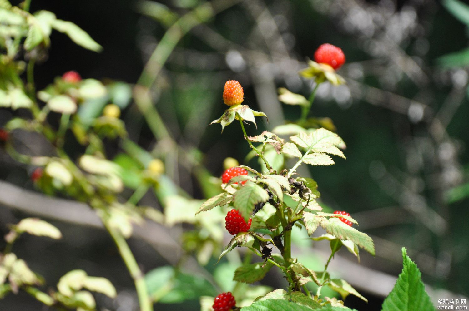 DSC_0072.JPG