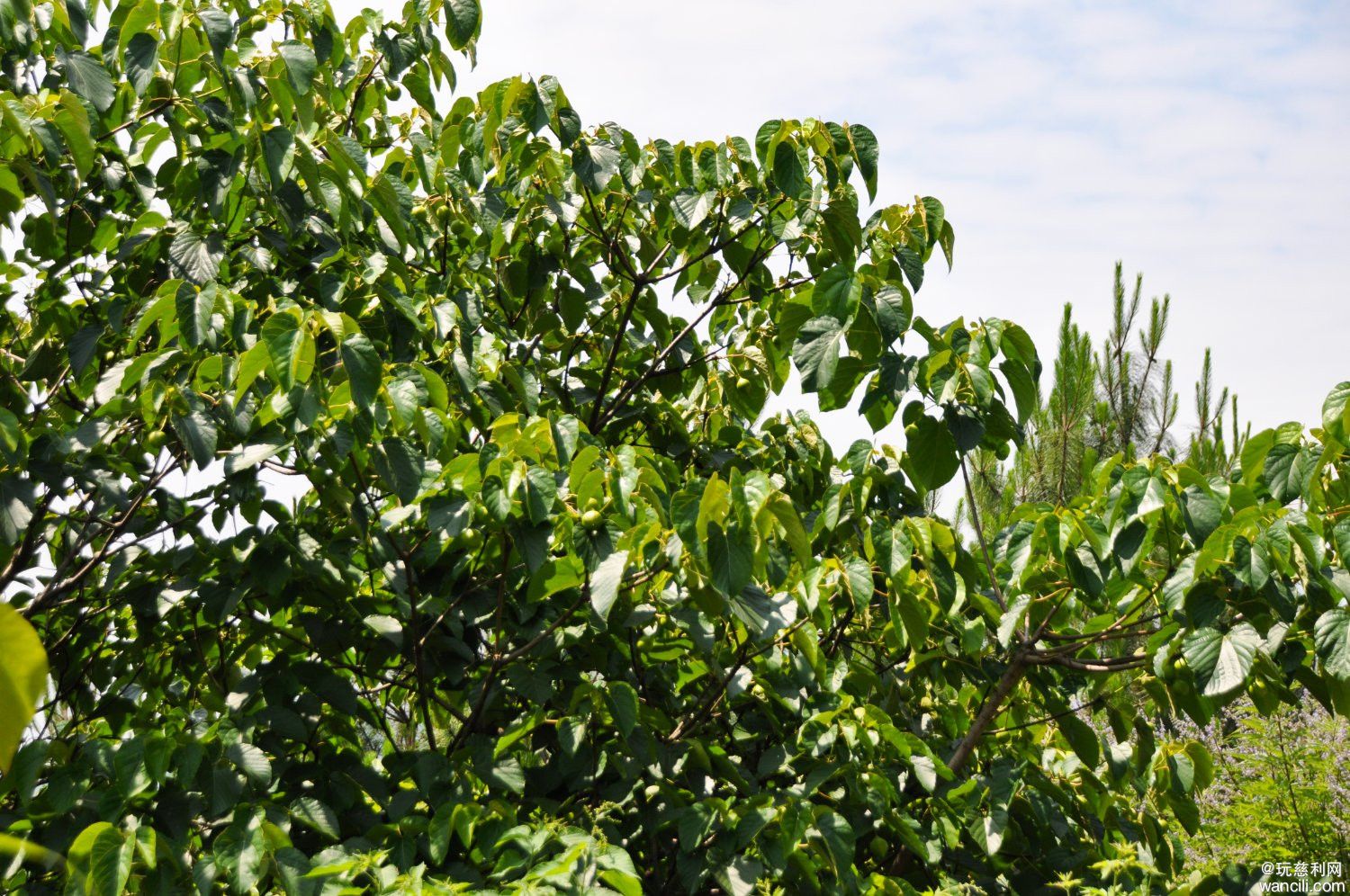 DSC_0080.JPG