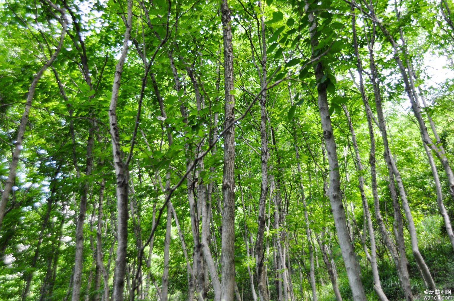 DSC_0087.JPG