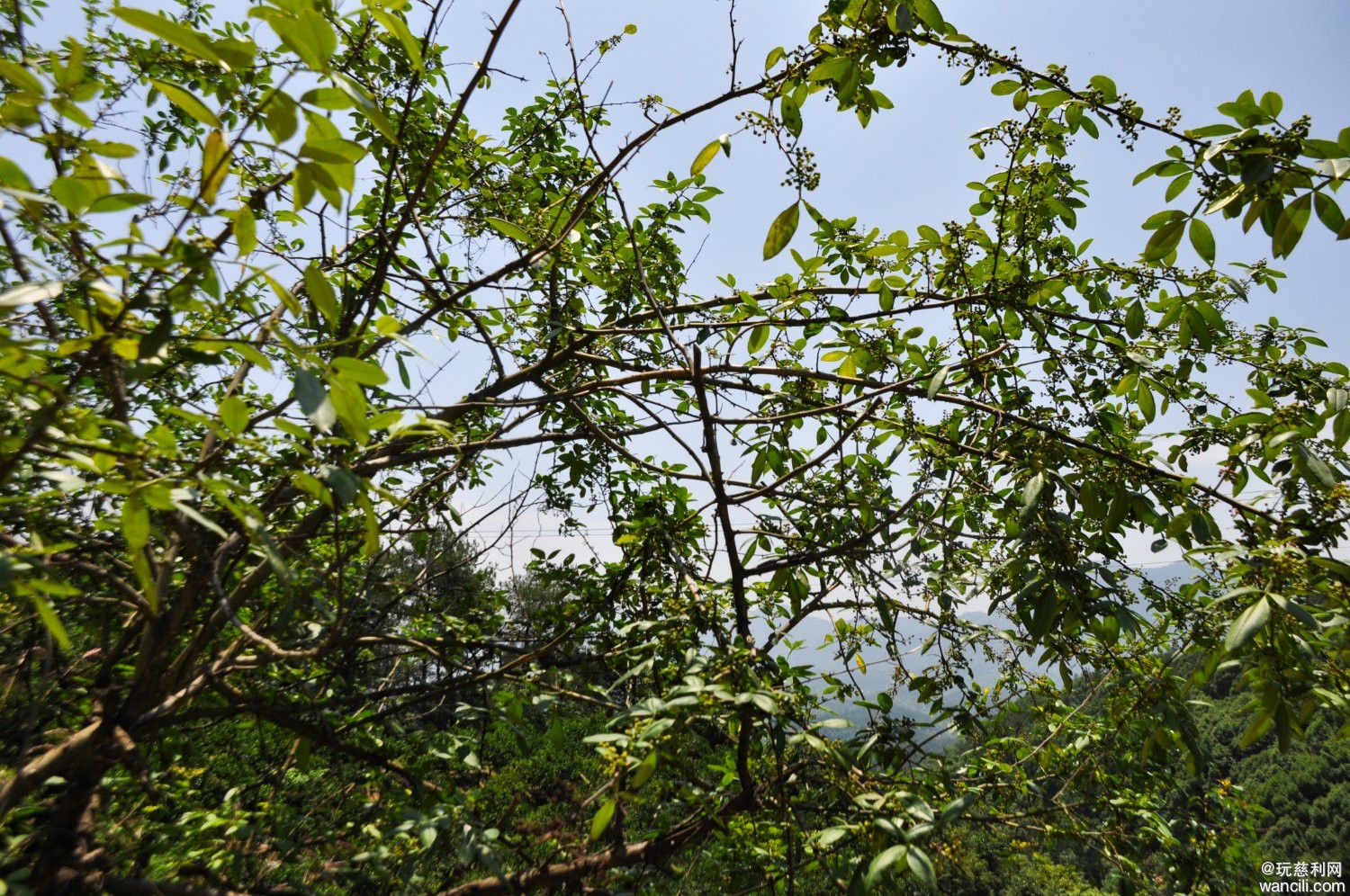 DSC_0121.JPG
