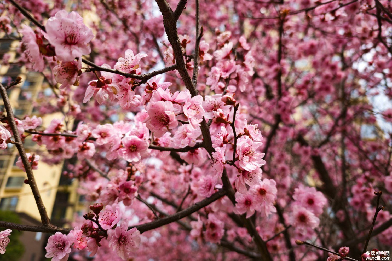 盛开在双安社区星城学府小区内的美人梅