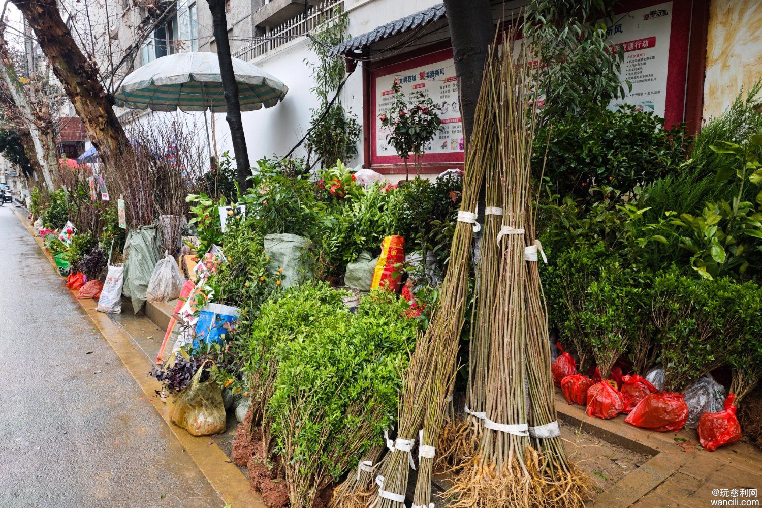 慈利县文化路的“路边苗木市场”，便民惠民助力城乡绿化