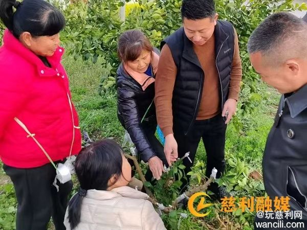 杨柳铺乡荷叶村：柑橘嫁接新品焕生机，乡村产业创新促增收