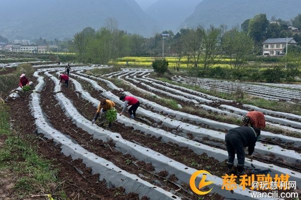 杨柳铺乡岔溪村：烤烟移栽忙春耕，产业赋能促振兴