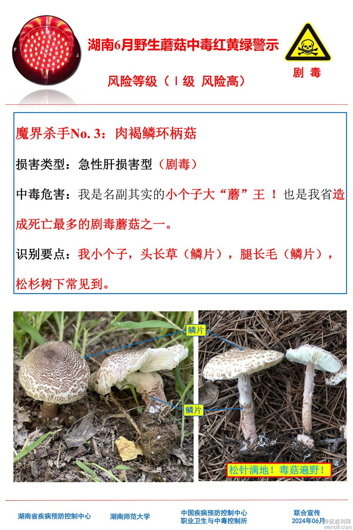 湖南6月野生蘑菇中毒红黄绿警示(4)-2.jpg