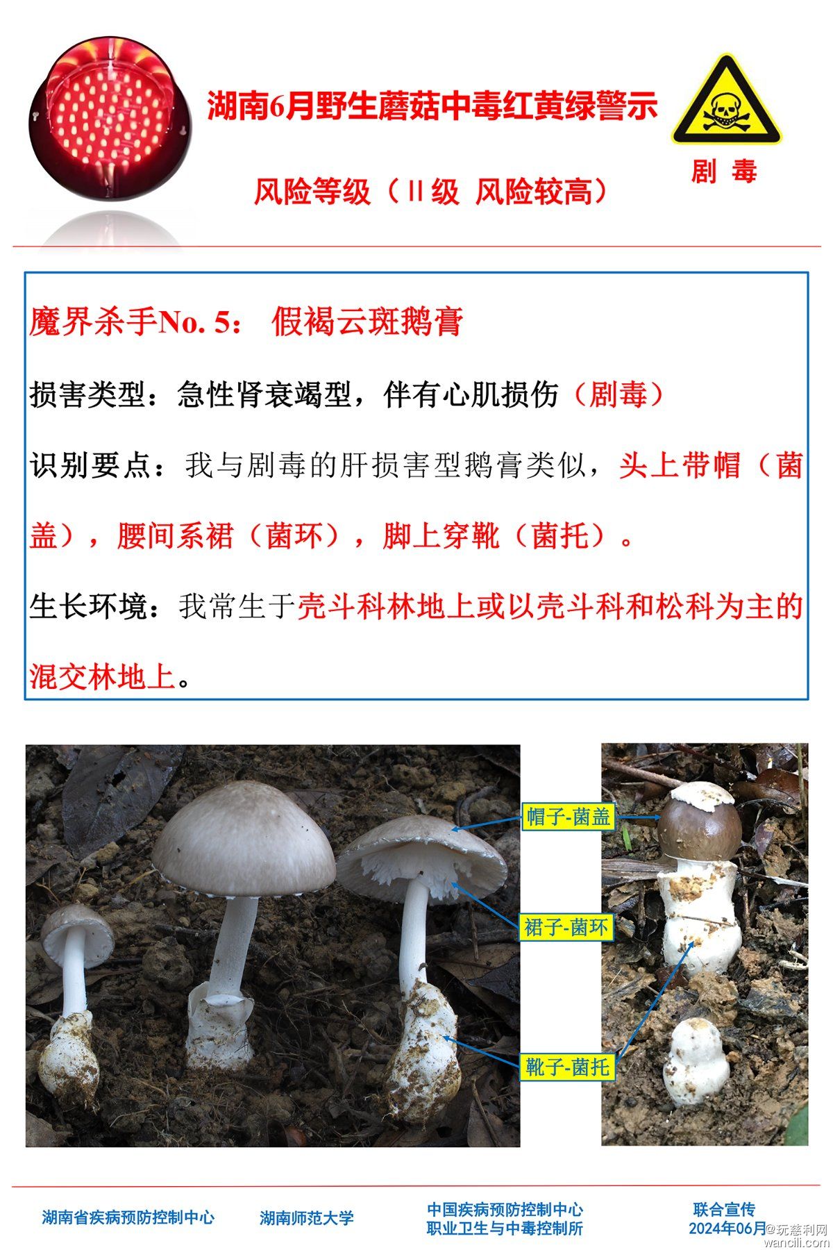 湖南6月野生蘑菇中毒红黄绿警示(4)-4.jpg