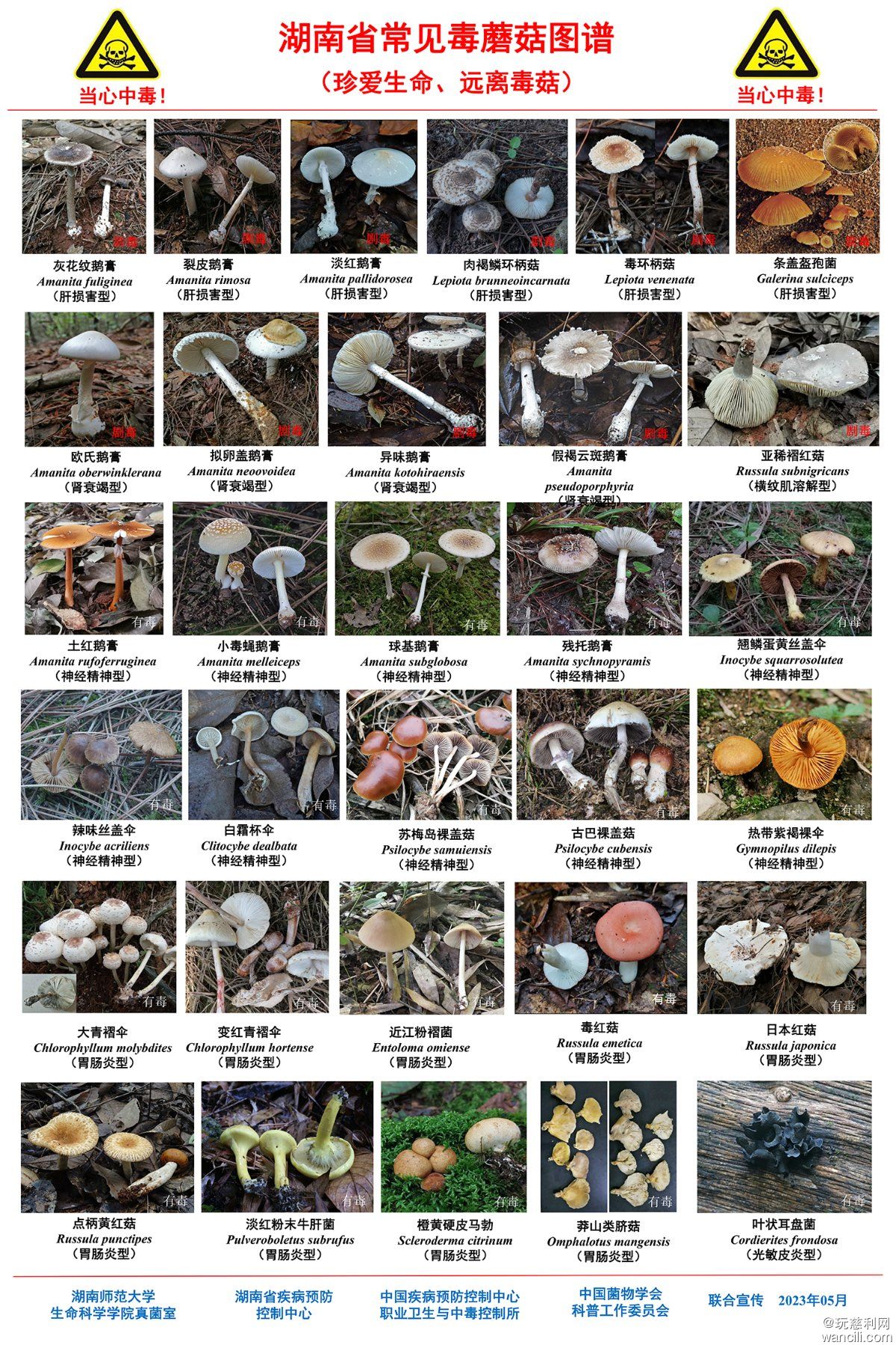 湖南省常见毒蘑菇图谱-2023.jpg