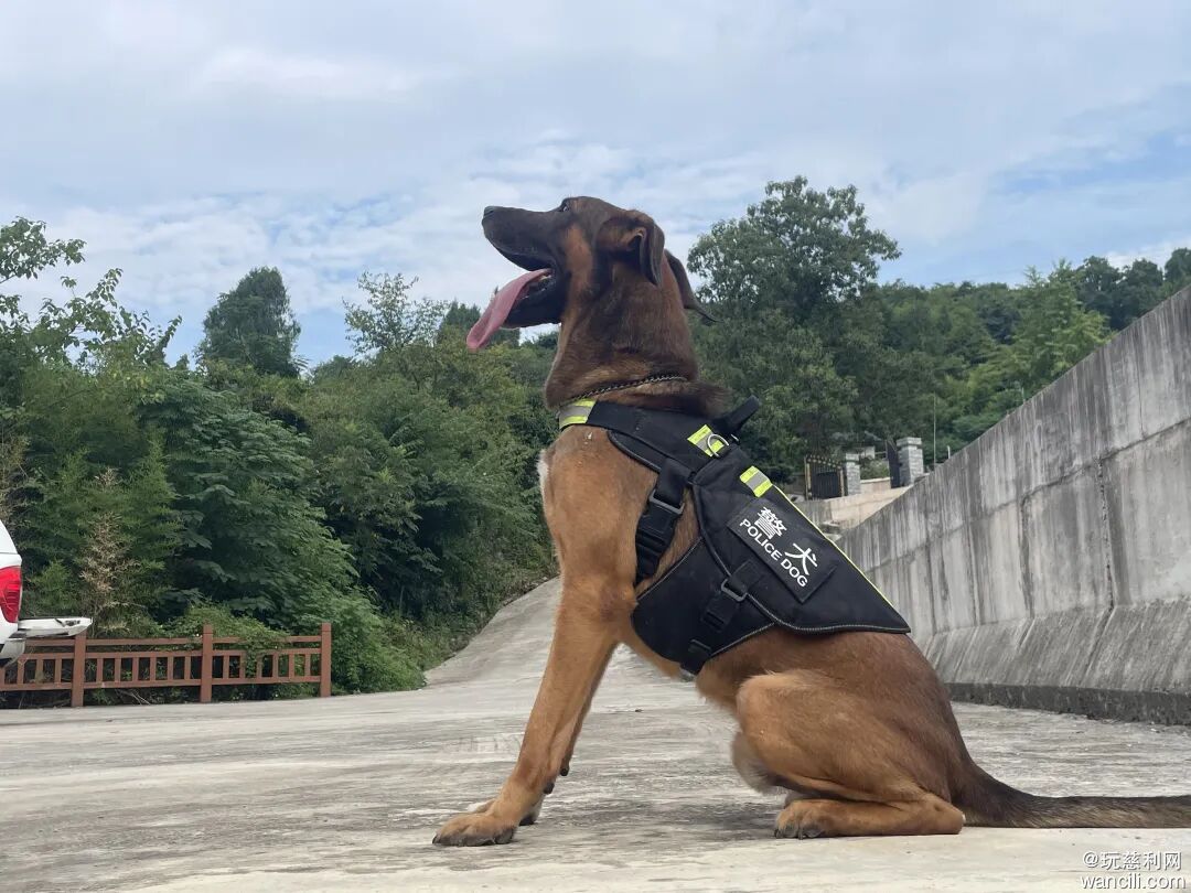 慈利公安警犬“土豆”，用鼻子打通生命搜寻通道