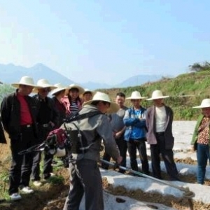 慈利县南山坪乡推广井窖式烤烟移栽技术