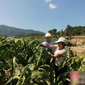 中国财产保险公司为受灾烟农保驾护航