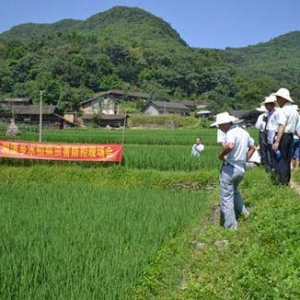 慈利县洞溪乡开展水稻病虫害防控