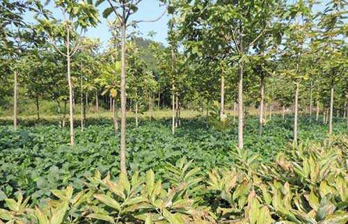 景龙桥药材种植专业合作社喜获省级荣誉称号