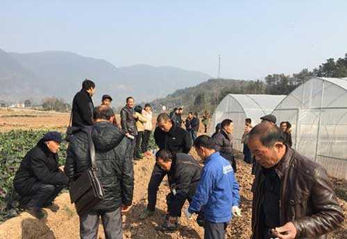慈利东岳观镇商品菜种植面积已超三千亩
