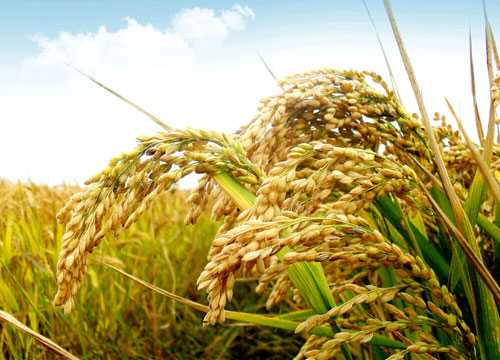 湖南2015年粮食总产量超过三千万吨