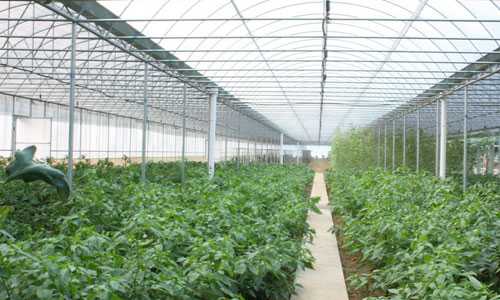 2015年慈利商品蔬菜产量达21万吨，产值超过6亿元