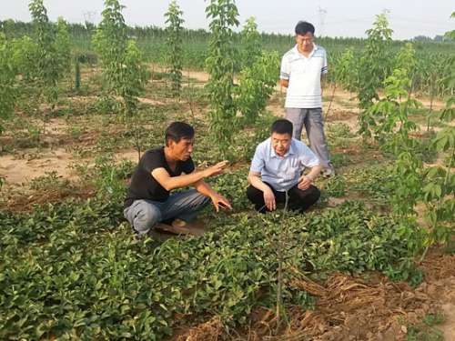 慈利县苗圃荣获湖南省2016年林木种苗工作先进单位荣誉称号