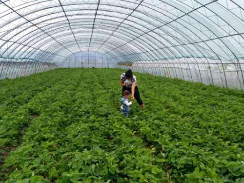 慈利县2016年商品蔬菜基地面积达7.81万亩