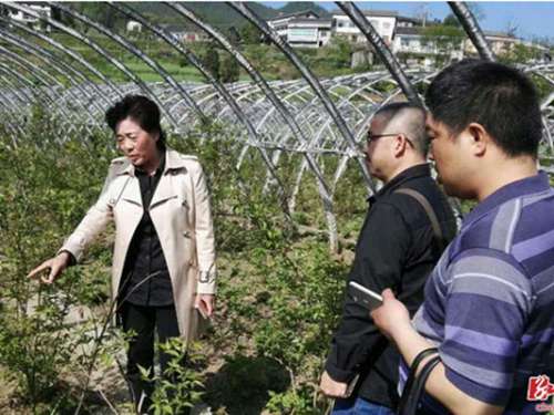 慈利县珍珠花菜相关产业年产值达500万元