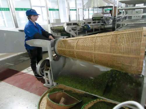 慈利县加强茶叶生产行业整顿规范工作