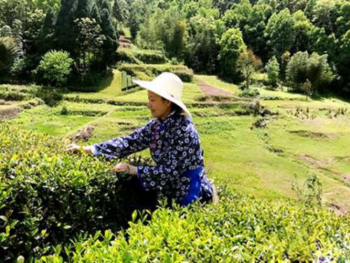 慈利农商银行为茶叶产业发展提供融资支持