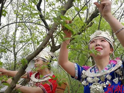 全国近50家媒体来慈利县采风，杜仲王雄花茶拍出天价