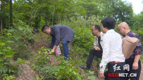 湖南省林业厅来慈利考察松材线虫病防控工作