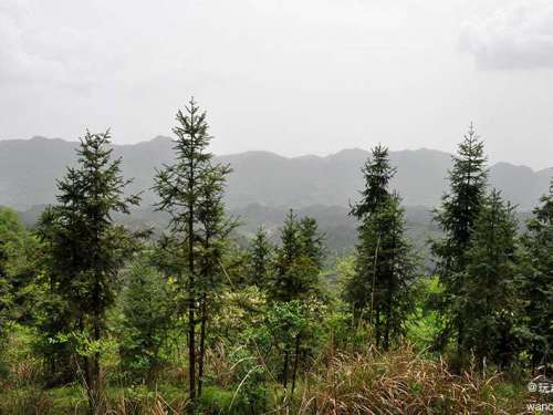 绿色发展山青民富，慈利县旅游林业已渐成气候