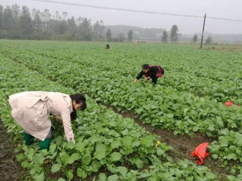 慈利县已完成2018年秋冬种生产面积74.35万亩