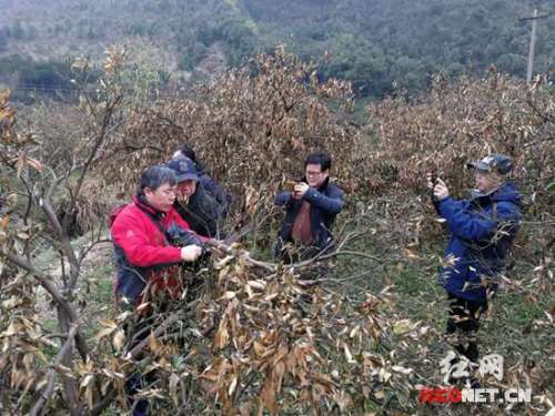 湖南农大专家深入慈利县指导柑桔冰冻灾后自救