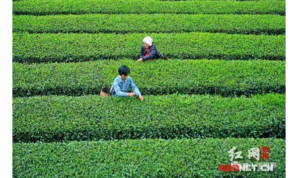 慈利县2019年实现春茶综合产值6800万元