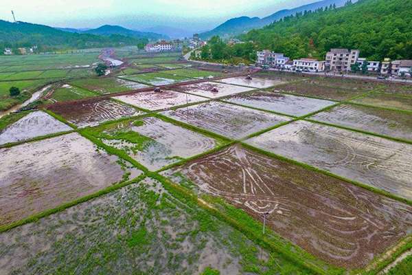 市农业农村局来慈利考察高标准农田建设工作