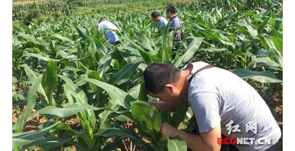 慈利县多措并举确保2019年粮食稳产增收