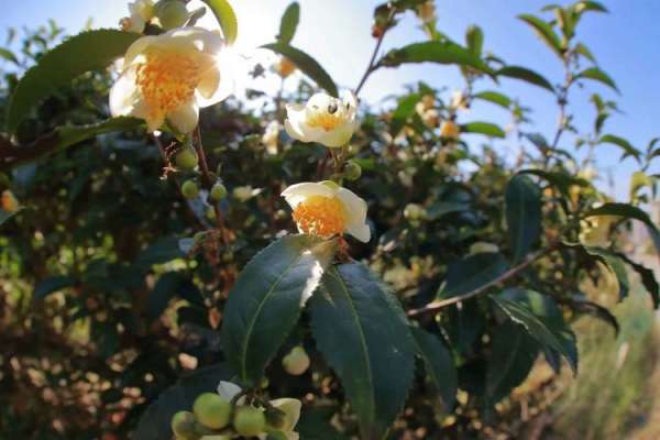 慈利茶叶简史之三：话说慈利茶人、茶企、名茶