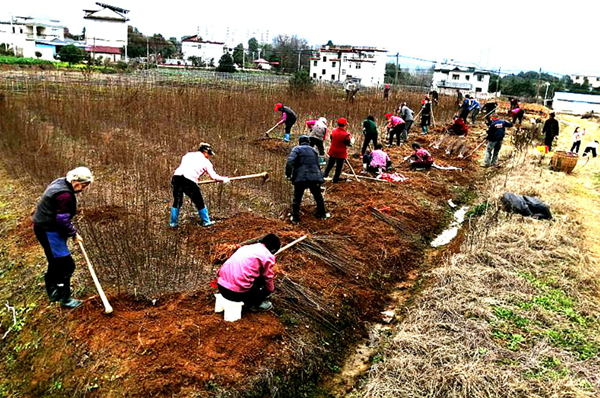 慈利县苗圃为2020年春季植树造林提供保障