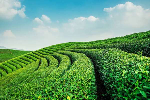 慈利县已发展茶园面积9.98万亩，实现茶叶总产值3亿元