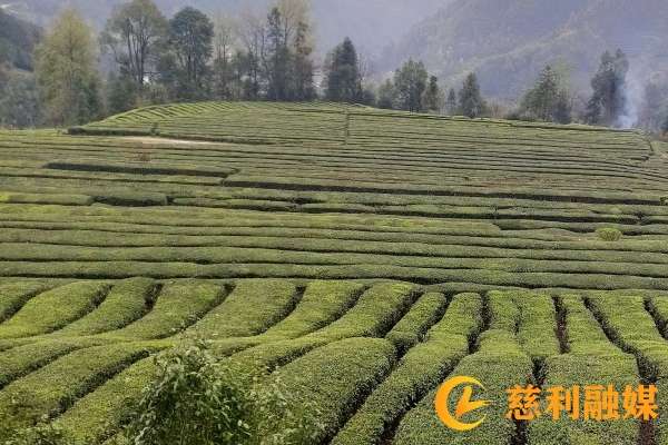慈利茶叶：种植面积9.98万亩，年产0.35万吨产值超3亿元