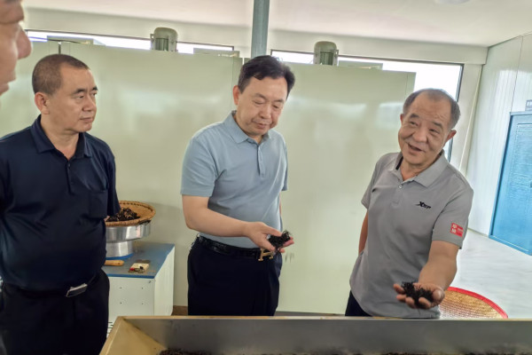 晏常青：守护野生红茶，造福一方百姓