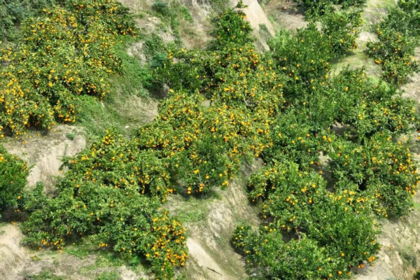慈利县：富硒柑橘香满园，乡村振兴谱新篇